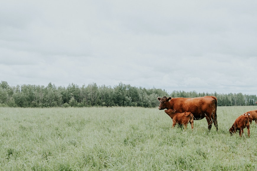 risks and rewards in cattle investment